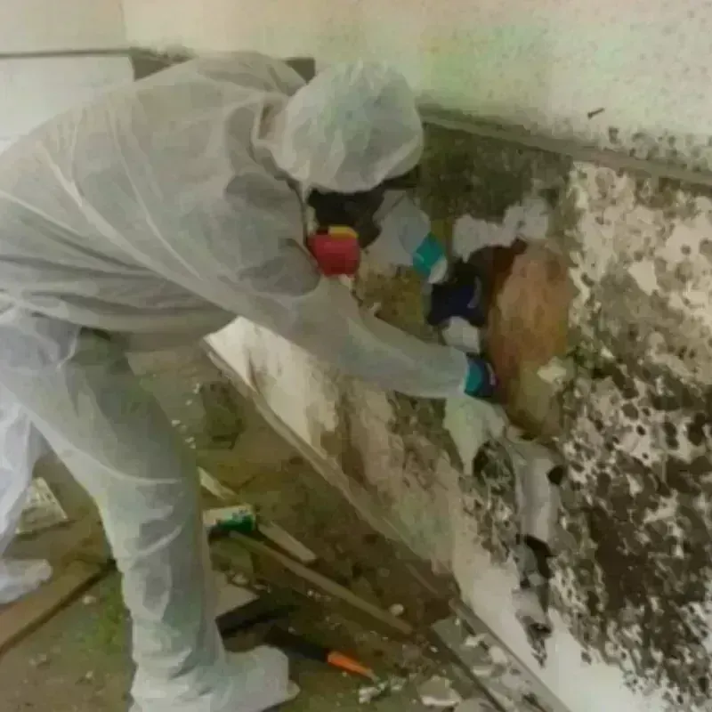 Mold Remediation and Removal in Pulaski County, AR